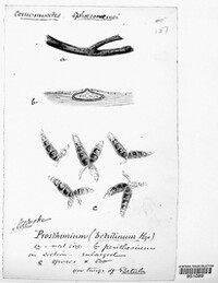 Pleomassaria siparia image